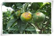 柑橘的重點(diǎn)病蟲害是什么_柑橘樹脂病強(qiáng)勢來襲 柑橘的重點(diǎn)病蟲害是什么_柑橘樹脂病強(qiáng)勢來襲