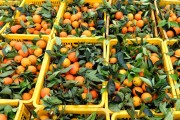 廣西柑橘種植技術(shù)大全_湖南邵陽(yáng)適合種植默科特柑桔嗎 廣西柑橘種植技術(shù)大全_湖南邵陽(yáng)適合種植默科特柑桔嗎
