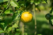 柑橘套種種植技術(shù)_花生種子誤拌除草劑還會(huì)出芽嗎