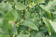 春季柑橘種植管理技術(shù)_柑橘樹苗什么時(shí)候種植最好 春季柑橘種植管理技術(shù)_柑橘樹苗什么時(shí)候種植最好