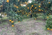 柑橘種植技術(shù)銷路_柑橘雜種荔枝樹(shù)可以嗎