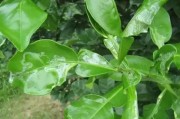 夏季柑橘病蟲(chóng)害防治技術(shù)_下午高溫時(shí)柑橘可灌水嗎 夏季柑橘病蟲(chóng)害防治技術(shù)_下午高溫時(shí)柑橘可灌水嗎