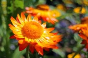 柑橘套袋幾天發(fā)芽（柑橘套袋幾天發(fā)芽?。? title=