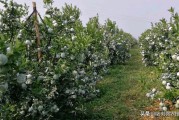 九月份柑橘種植病蟲害_甘平柑橘抗寒如何 九月份柑橘種植病蟲害_甘平柑橘抗寒如何