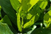 柑橘冬季種植管理技術(shù)視頻_楊奶柑盆截樹冬季怎樣管理一