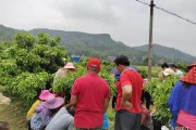 w默科特柑橘種植技術_請問專家們特早熟柑橘哪個品種成熟最早