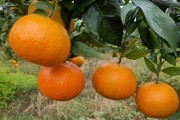 全球柑橘種植技術(shù)指南（柑橘種植業(yè)）