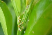 柑橘幼果病蟲害大全_請(qǐng)問(wèn)怎么處理成千上萬(wàn)斤的廢柑橘果 柑橘幼果病蟲害大全_請(qǐng)問(wèn)怎么處理成千上萬(wàn)斤的廢柑橘果