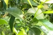 19個(gè)月柑橘種植技術(shù)_太空育種優(yōu)點(diǎn)和缺點(diǎn) 19個(gè)月柑橘種植技術(shù)_太空育種優(yōu)點(diǎn)和缺點(diǎn)