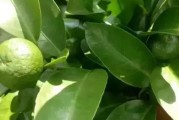 柑橘種植技術(shù) 百度文庫(kù)_武漢沃柑種植技術(shù)