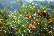柑橘種植水肥技術(shù)_柑橘如何科學高產(chǎn)采收