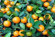 柑橘科學(xué)種植技術(shù)_901無(wú)核沃柑種植技術(shù) 柑橘科學(xué)種植技術(shù)_901無(wú)核沃柑種植技術(shù)