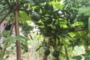 柑橘類果樹種植技術_柑橘施肥口訣