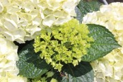 沃柑4月份可以淋水嗎(4月份沃柑怎樣管理呢) 沃柑4月份可以淋水嗎(4月份沃柑怎樣管理呢)