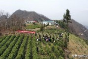 陽春柑橘種植技術價格_九里香進入四月為什么只有老葉不見長新葉芽