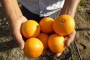 臺(tái)州紅美人柑橘種植技術(shù)_中國哪個(gè)地方的橘子最好吃