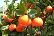 柑橘樹種植新技術(shù)最新版_柑橘生草栽培是怎樣追肥的