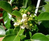 柑橘?；ǚN植技術(shù)_如何讓柑橘又大又甜同時?；ū９尮麑嵟虼筇嵘涕倨焚|(zhì)