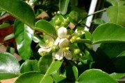 柑橘?；ǚN植技術(shù)_如何讓柑橘又大又甜同時(shí)保花保果讓果實(shí)膨大提升柑橘品質(zhì)