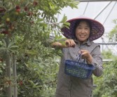 建德三都柑橘種植技術_建德的產業(yè)