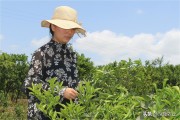 柑橘10月份病蟲害及用藥_克菌丹柑橘花期可以用嗎 柑橘10月份病蟲害及用藥_克菌丹柑橘花期可以用嗎