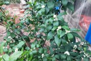 柑橘開花前打什么藥_大櫻桃花前什么時(shí)間打PBO好