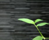 明日見柑橘多少斤（柑橘新品種 明日見）