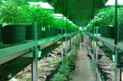 柑橘整形修剪技術(shù)要點與高效栽培管理實踐