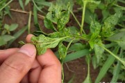 柑橘病蟲(chóng)害白粉虱圖片大全_高氣甲維鹽能治柑橘什么蟲(chóng)