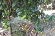 主動干預(yù)柑橘種植技術(shù)_廣西柑橘的收購價會不會大漲呢