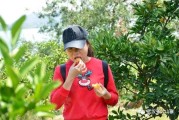 日南一號柑橘種植技術(shù)_大芬四號蜜桔的優(yōu)缺點(diǎn)