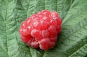 耙耙柑幾月份果子成熟？成熟期管理技巧與最佳采摘時間解析