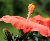 沃柑開花前?；ㄟ€開花后噴藥好呢（沃柑花期可以噴藥嗎?）