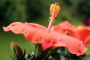 沃柑開花前?；ㄟ€開花后噴藥好呢（沃柑花期可以噴藥嗎?）