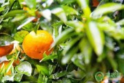 四川內江柑橘種植技術_資中血橙為什么非常出名