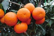愛媛28號(hào)價(jià)格最新消息_市面上哪種橘子好吃 愛媛28號(hào)價(jià)格最新消息_市面上哪種橘子好吃