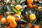 湖南哪里橘子多（湖南哪個(gè)地方產(chǎn)橘子）