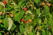 新鮮采摘紅美人柑橘10斤裝 當(dāng)季蜜橘禮盒裝 浙江臺(tái)州特產(chǎn)水果