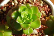 柑橘今日價格最新行情速覽：產(chǎn)區(qū)報價與市場走勢分析