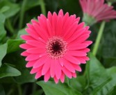 柑橘開花季節(jié)打什么農(nóng)藥（柑橘開花最適宜的溫度）