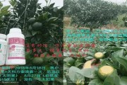 桂林綠亨柑橘種植技術(shù)_老果園改造如何解決重茬 桂林綠亨柑橘種植技術(shù)_老果園改造如何解決重茬