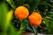 柑橘4月份病蟲害防治用藥_預(yù)防柑橘木虱四個關(guān)鍵期 柑橘4月份病蟲害防治用藥_預(yù)防柑橘木虱四個關(guān)鍵期