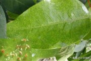 春季種植柑橘的技術(shù)_柑橘春季什么時(shí)候發(fā)芽 春季種植柑橘的技術(shù)_柑橘春季什么時(shí)候發(fā)芽