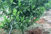 柑橘6月份有哪些病蟲害_冬季柑橘什么時(shí)候保果 柑橘6月份有哪些病蟲害_冬季柑橘什么時(shí)候保果