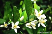 三部曲柑橘種植技術(shù)_或者什么價位的紅酒喝起來不錯性價比高 三部曲柑橘種植技術(shù)_或者什么價位的紅酒喝起來不錯性價比高