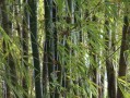小青柑農(nóng)藥殘留多嗎怎么處理（小青柑農(nóng)藥殘留多嗎怎么處理好）