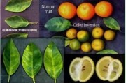 柑橘種植技術(shù)通知怎么寫_當(dāng)前沙糖桔價(jià)格走勢如何