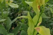 柑橘病蟲害智能識(shí)別平臺(tái)_丙溴磷在柑橘七月份可以使用嗎