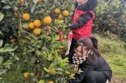 芷江柑橘種植技術(shù)_你覺得湖南省怎么樣