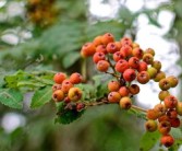 柑橘腳腐病細(xì)菌還真菌（柑橘腳腐病用什么藥）